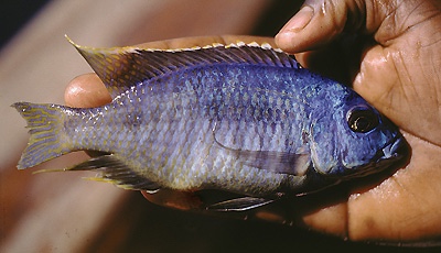 Otopharynx sp. 'heterodon likoma' Likoma Island